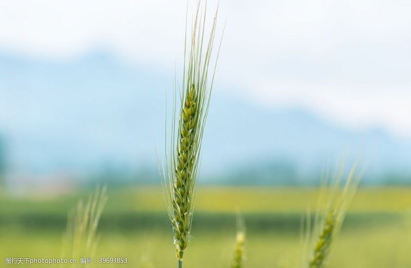 稻谷稻米高清麦穗特写图片