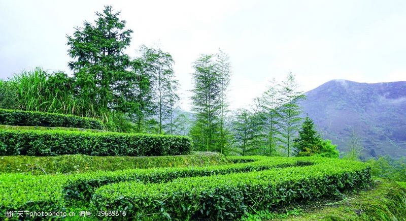 云雾茶高山下的绿色茶园图高清摄影图片