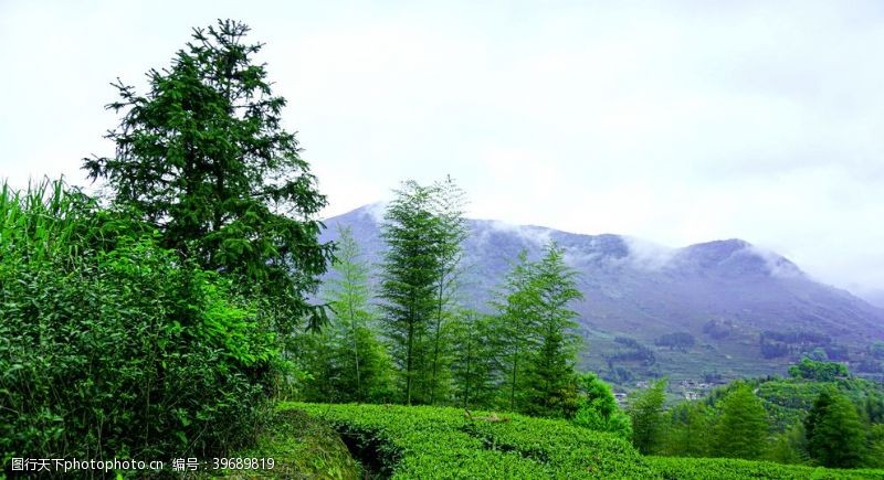 秋茶高山下的绿色茶园图图片