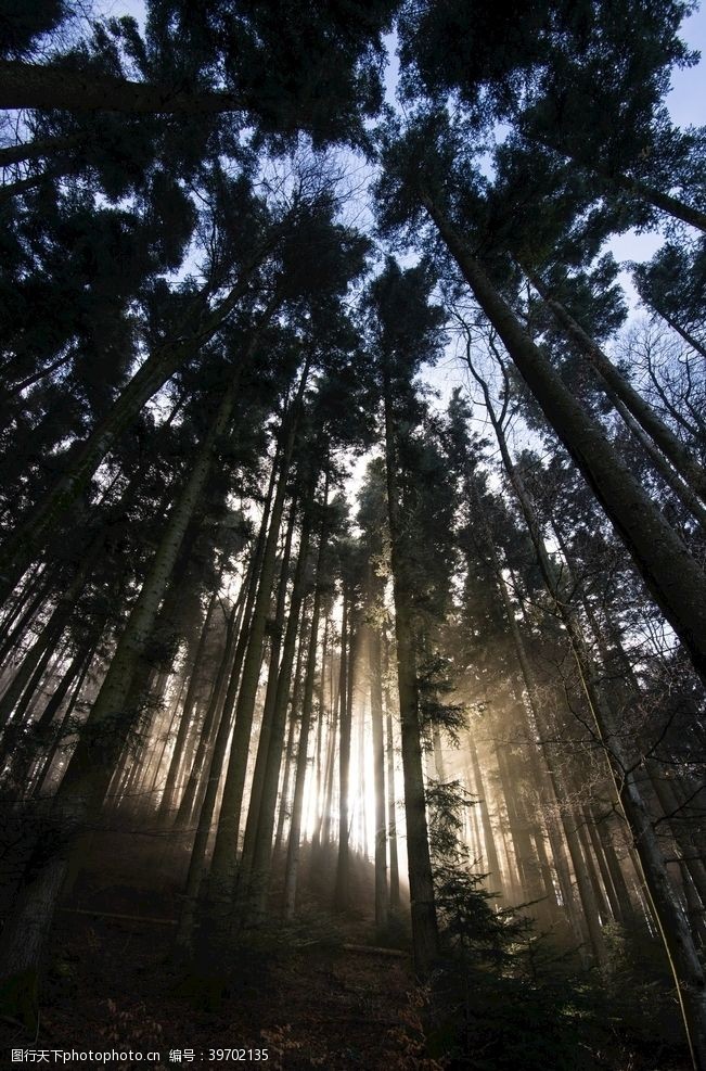 晨雾高耸树林图片