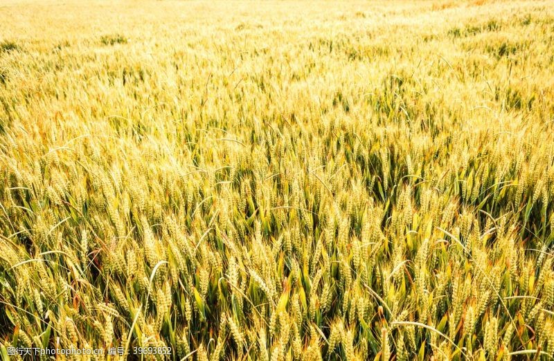 稻谷稻米黄昏下的金色麦田图片