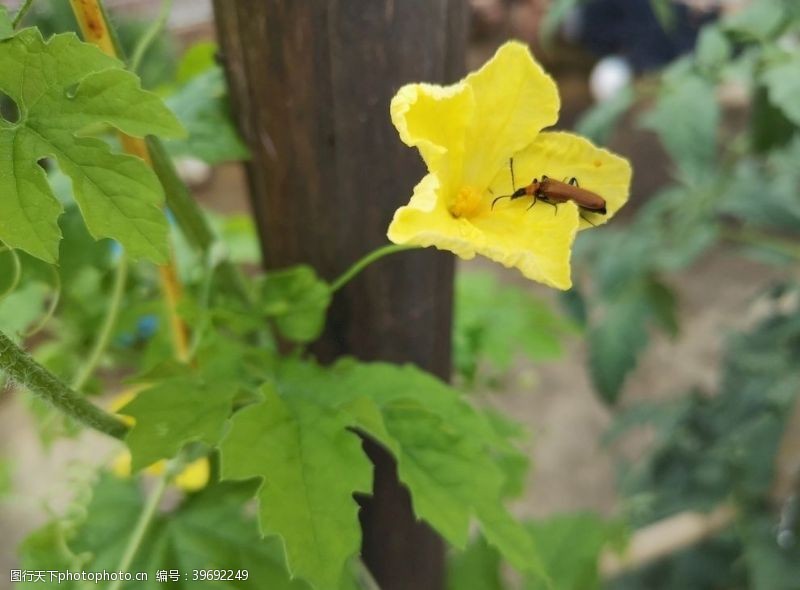 苦瓜花图片