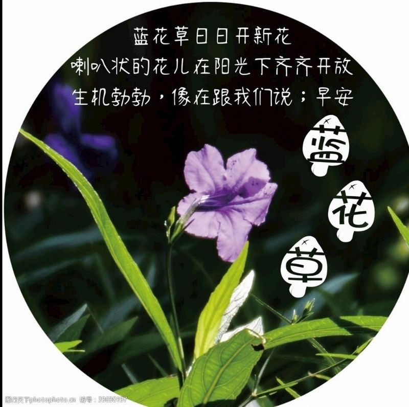 植物铭牌蓝花草科普图片