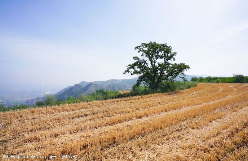 稻谷稻米蓝天白云下的金色麦田图片