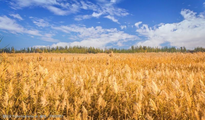 稻谷稻米蓝天白云下的金色麦田图片