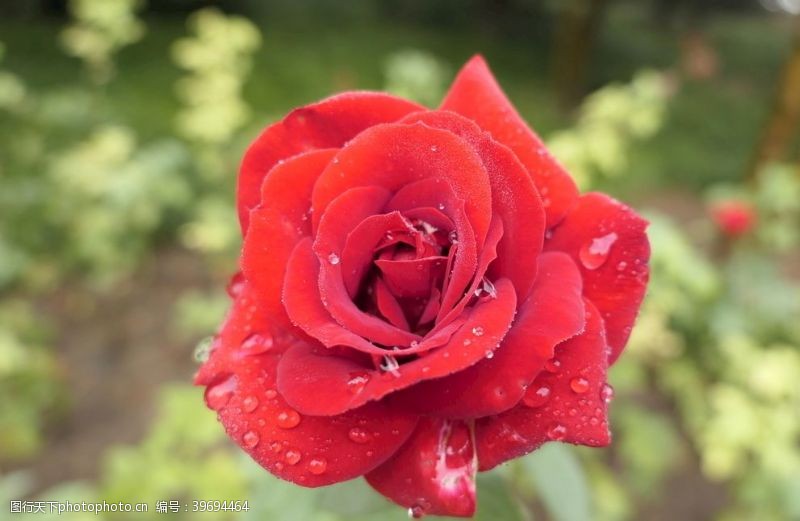 红色玫瑰花玫瑰月季露珠图片