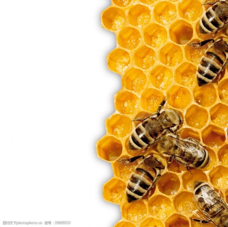 蜜蜂蜂巢峰穴图片