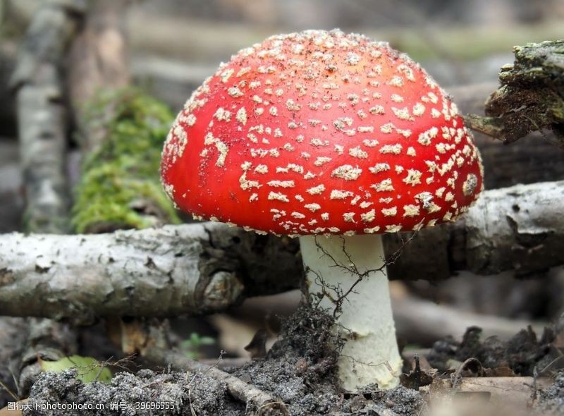食用菌蘑菇图片