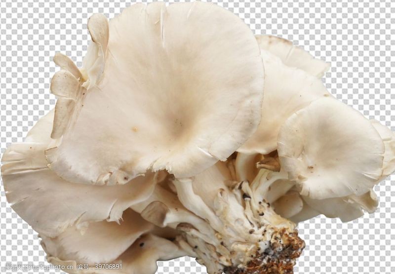 鲜蘑菇平菇图片
