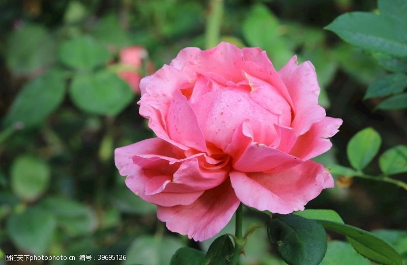 蔷薇科花卉秋日月季花图片