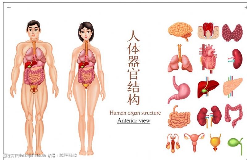 胃部人体器官图片