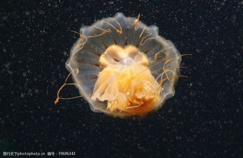 唯美海洋水母图片