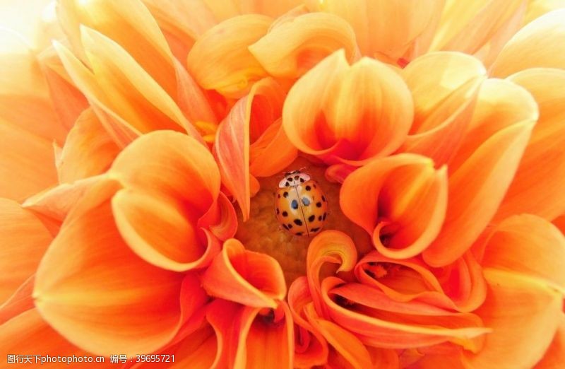 花朵天竺牡丹图片