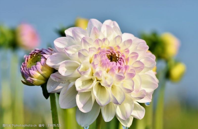 白菊花天竺牡丹图片