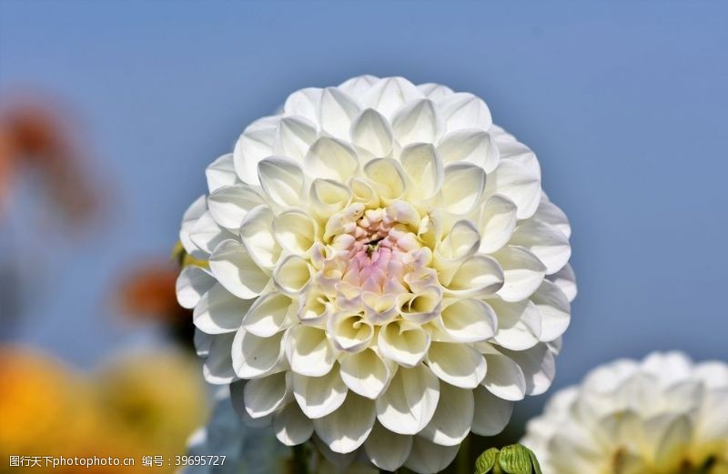 白菊花天竺牡丹图片