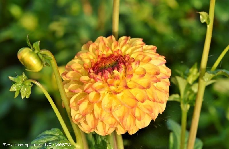 橙色花朵天竺牡丹图片