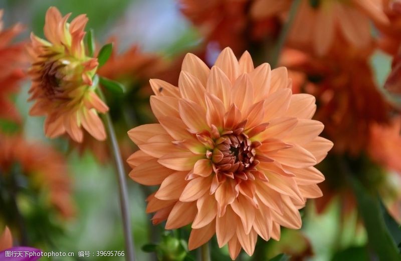 橙色花朵天竺牡丹图片