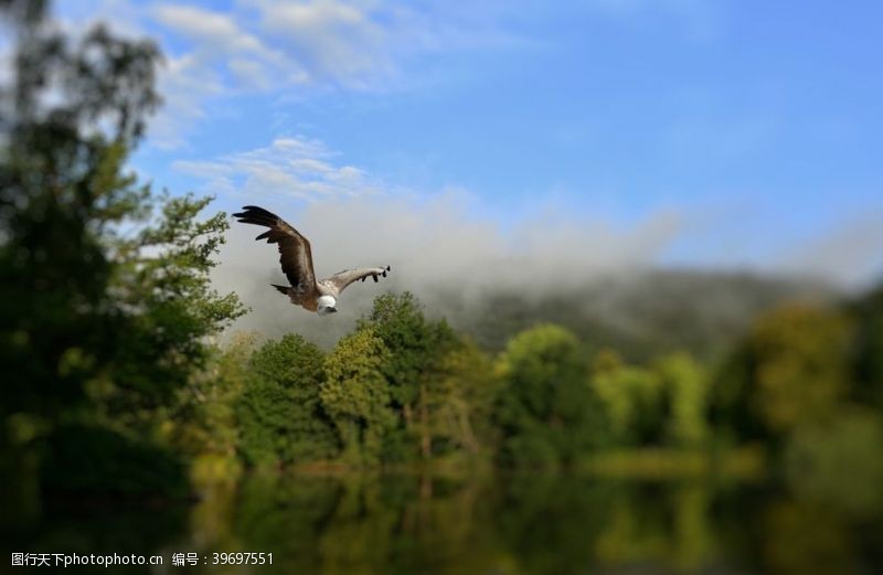 白鹤兀鹫图片