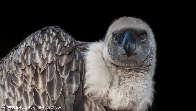 白鹤兀鹫图片