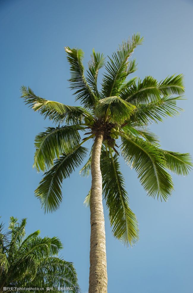 旅游叶子椰子树图片