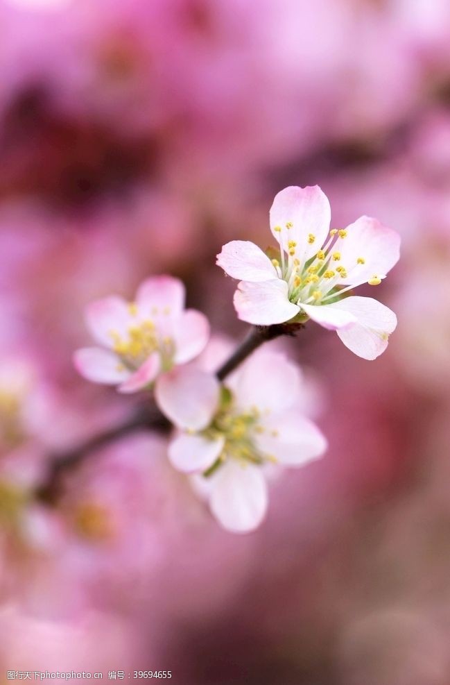 粉色的樱花樱花图片