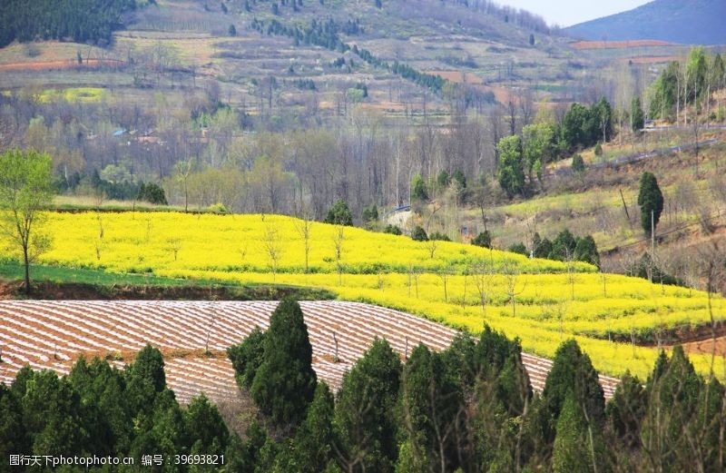 美丽乡村远山与黄色油菜花梯天图片
