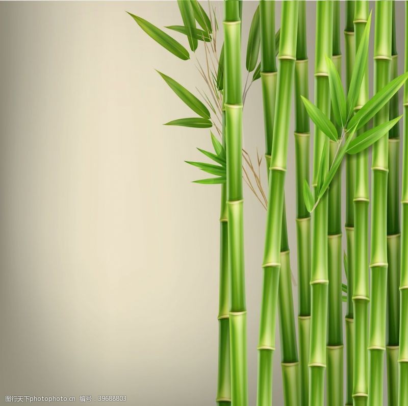 竹子盆栽竹子植物图片