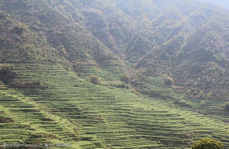 乡村旅游最美梯田摄影图片