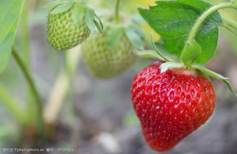 水果牛奶草莓图片