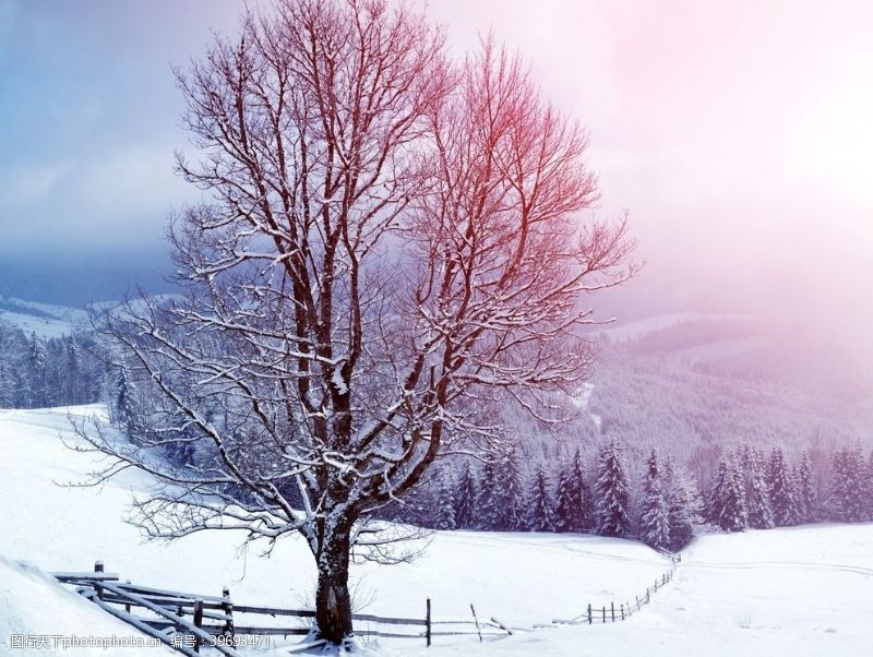 树木卡通冬天图片