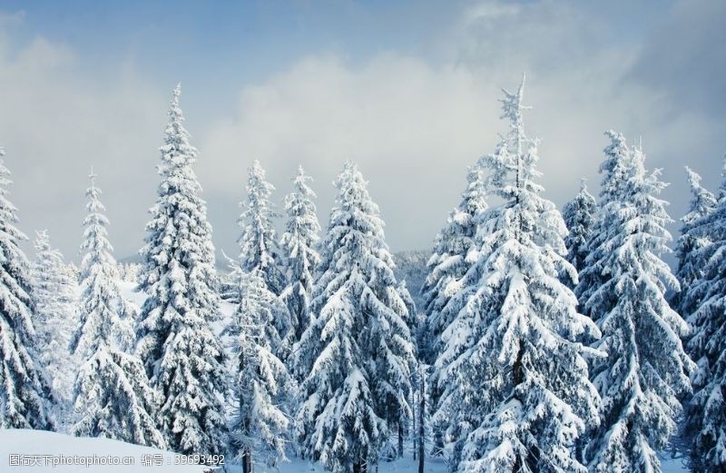 卡通景观树木冬天图片