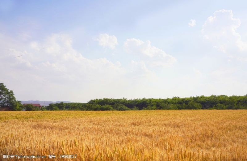 稻谷稻米蓝天白云下大片的金色麦田图片