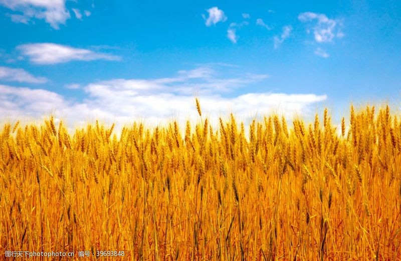 稻谷稻米蓝天白云下的金色麦田高清大图图片