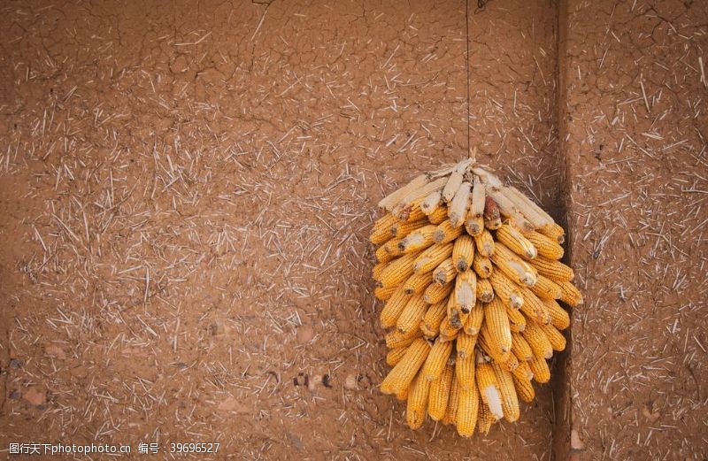 玉米包装老房子土胚房玉米摄影图图片