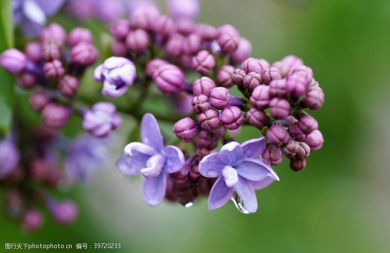 漂亮的紫丁香花图片