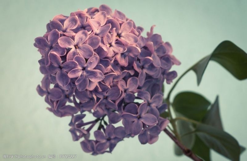 丁香花漂亮的紫丁香图片
