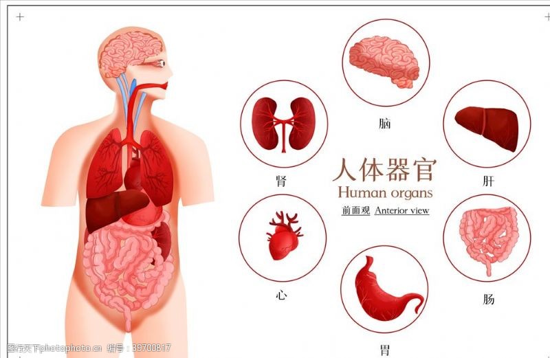 人体器官图片