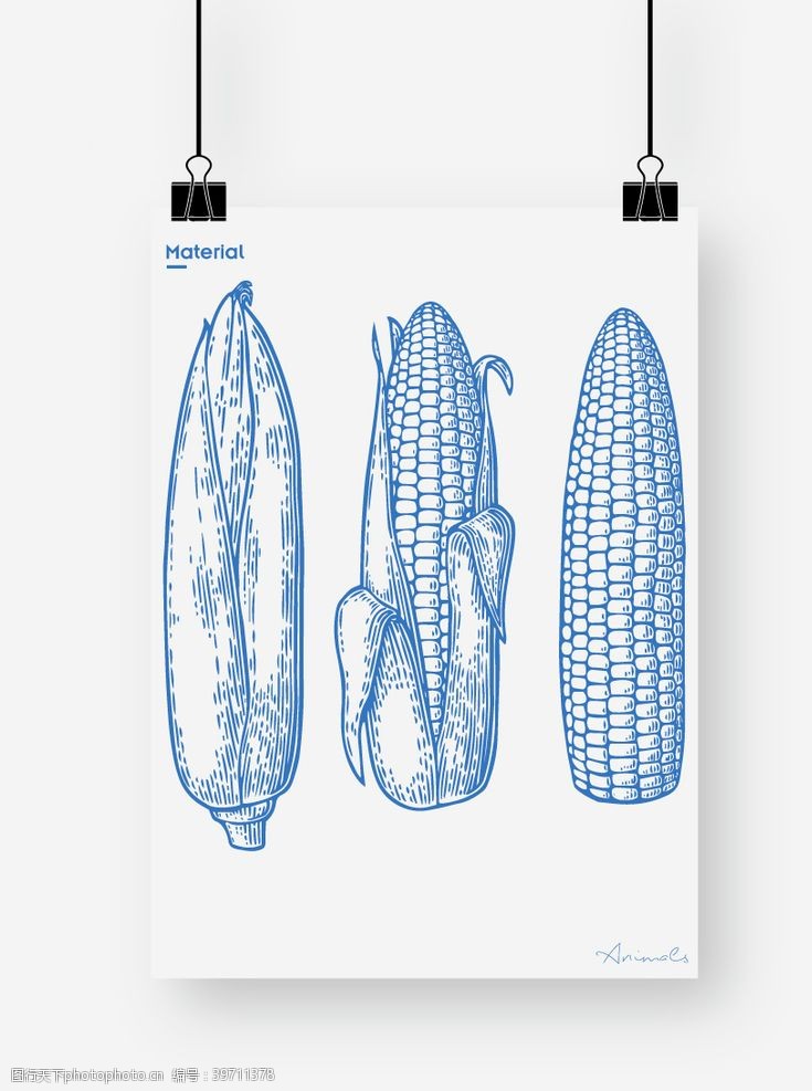 玉米图案玉米图片