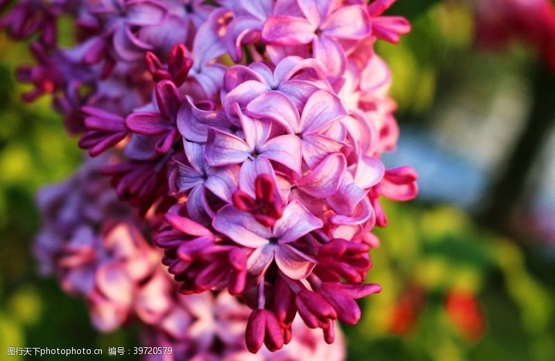 订婚紫丁香图片