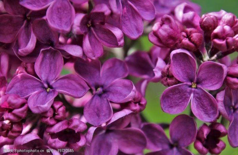 求婚紫丁香图片