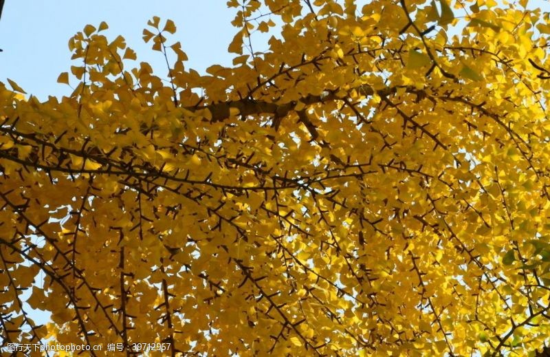 银杏树林彩叶风景图片