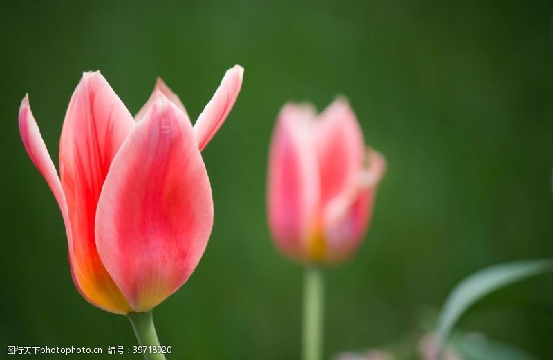 春天的花绿粉色郁金香图片