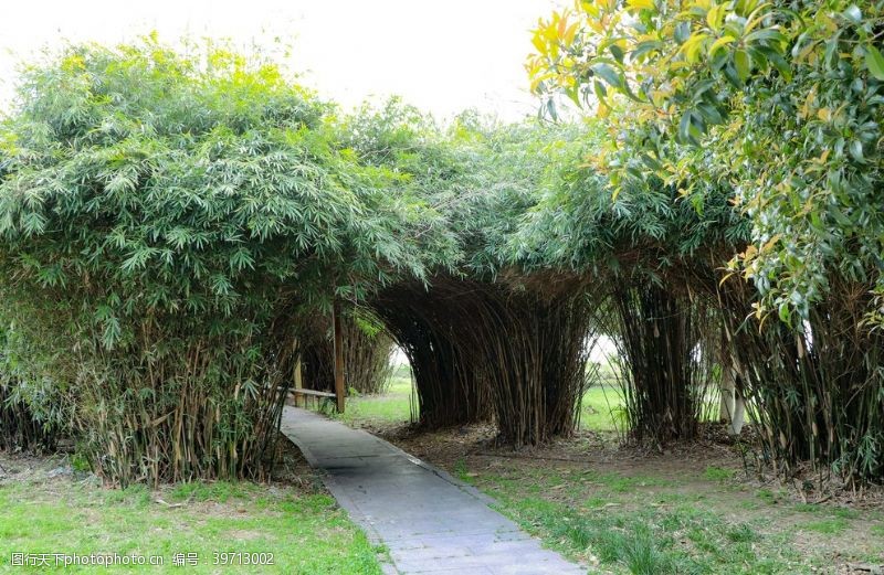 绿色素材公园里的竹林图片