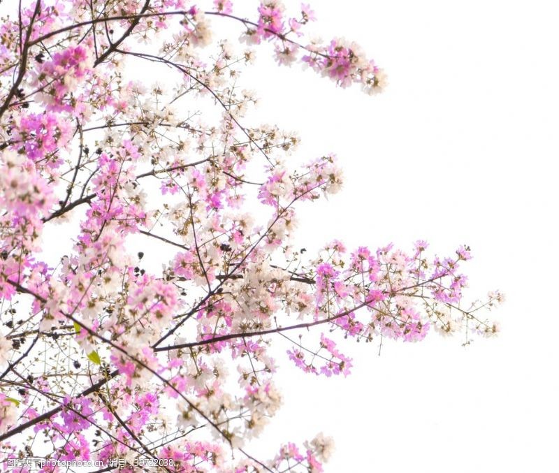 樱花树花图片