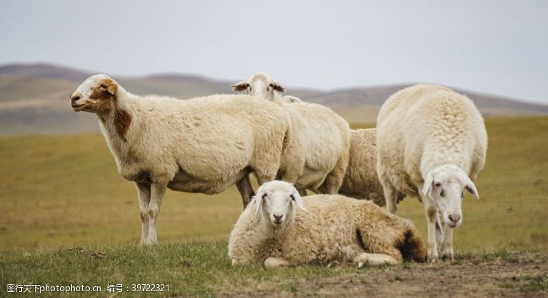 农场动物呼伦贝尔草原牧场的畜牧业发达图片