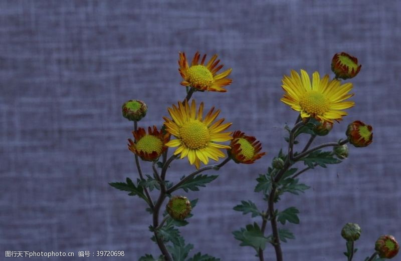 园林景观菊花图片