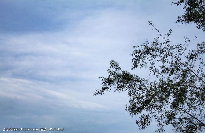 茂密的树蓝天白云和竹子图片