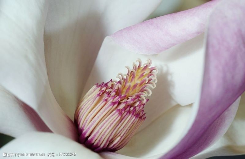 木兰美丽的玉兰花图片