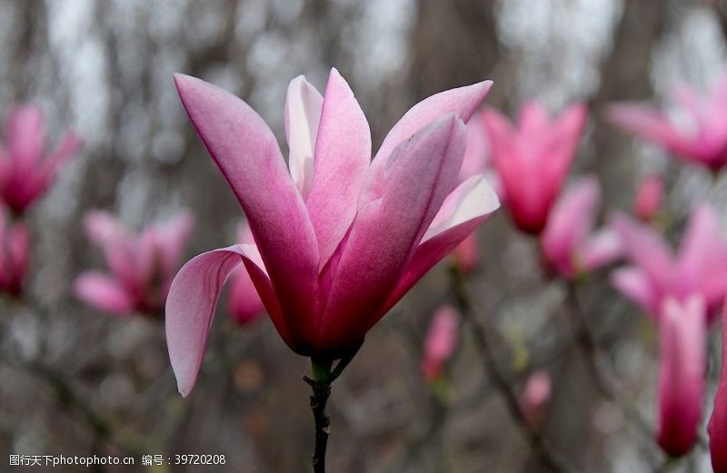 美丽的玉兰花图片