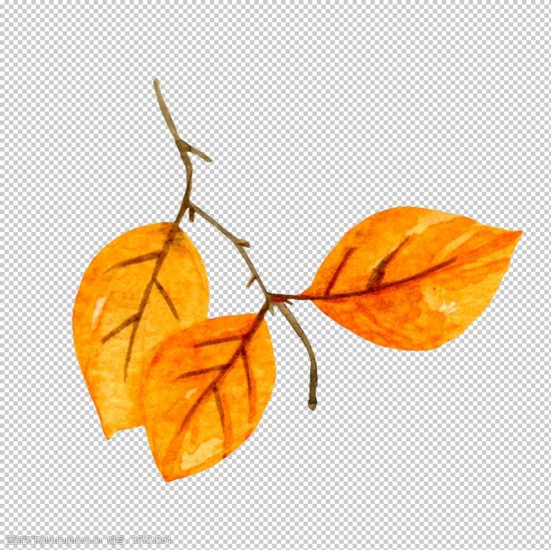 植物边框秋天秋叶图片